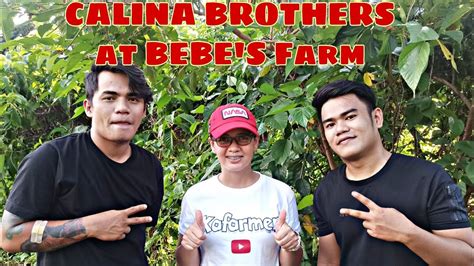 calina brothers|More.